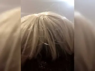 Bongacams Live Porn of Tatap